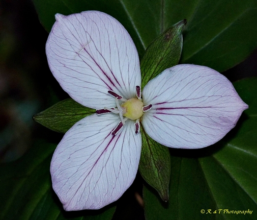 {Trillium undulatum forma enotatum}